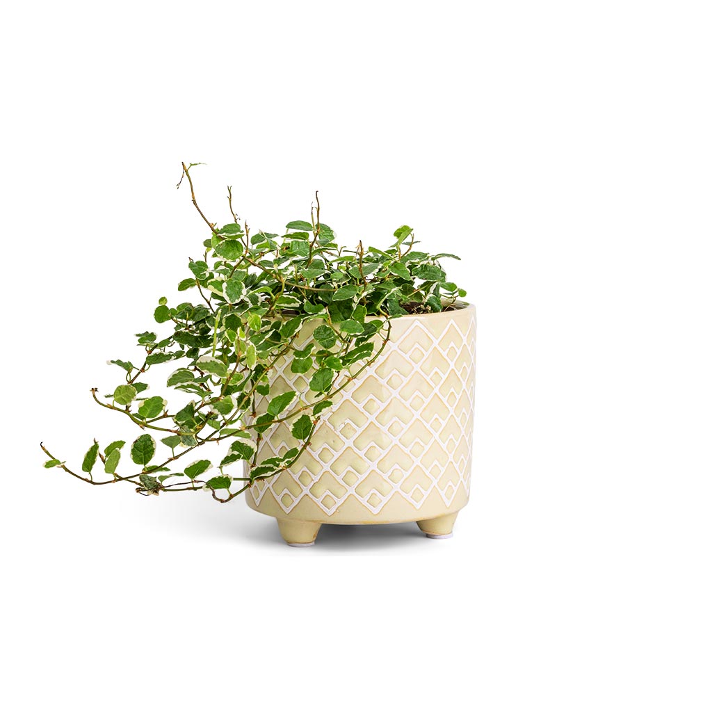 Ficus pumila White Sunny - Creeping Fig & Bilbao Plant Pot - Pale Jade