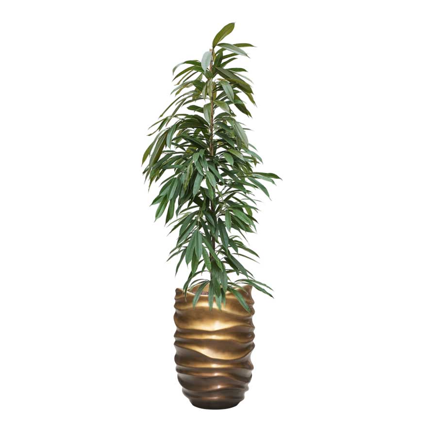 Ficus Amstel King - Hydroculture & Gradient Lee Partner Planter - Matt Honey