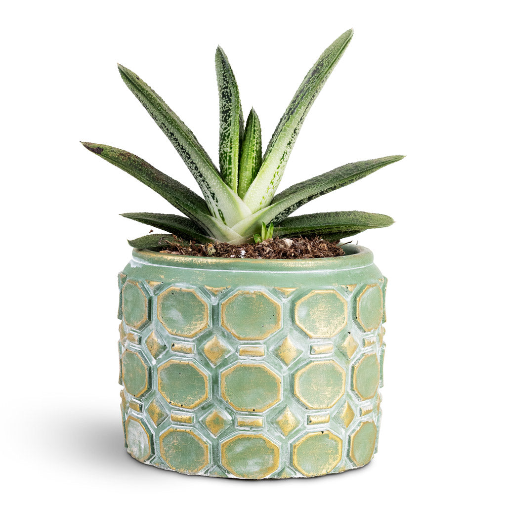 Gasteria Little Warty House Plant In Jurre Pot Soft Jade