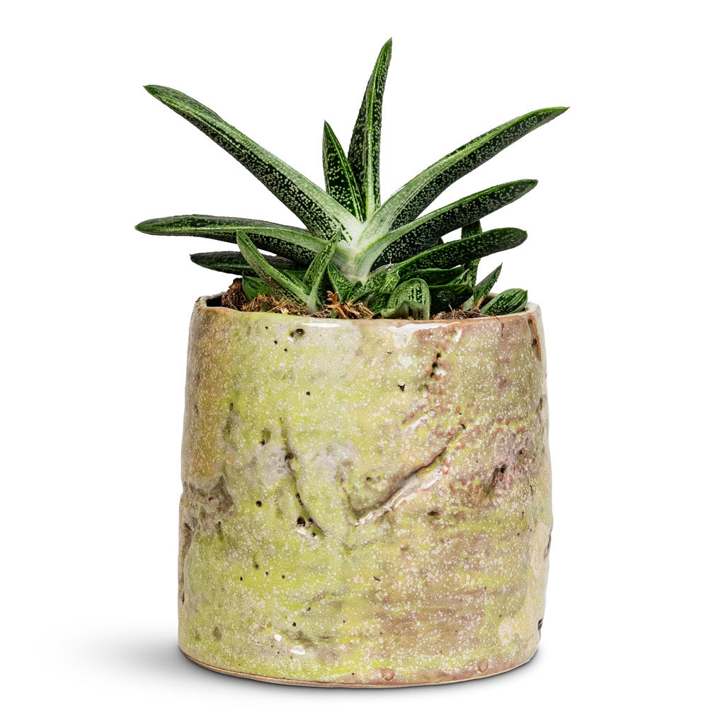 Gasteria Little Warty 8.5x10cm House Plant in Masha Pot Mint 12x10cm