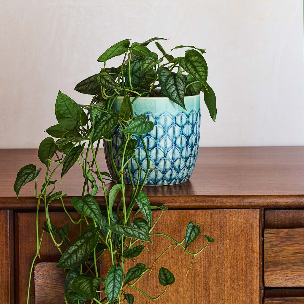 Philodendron In Geo Pot Jade Green