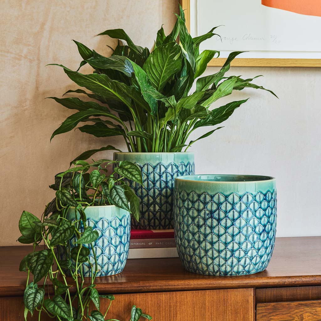 Variegated Peace lily & Philodendron In Geo Plant Pot Jade Green
