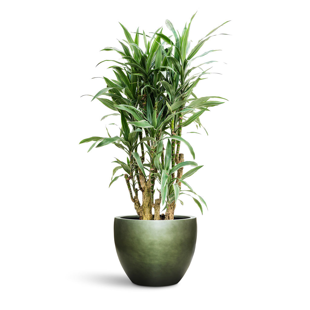 Gradient Couple Planter - XL Plant Display