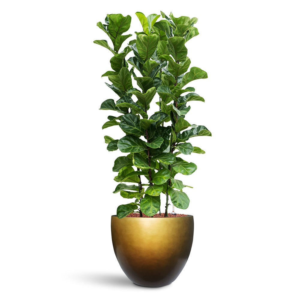 Gradient Couple Planter - XL Plant Display