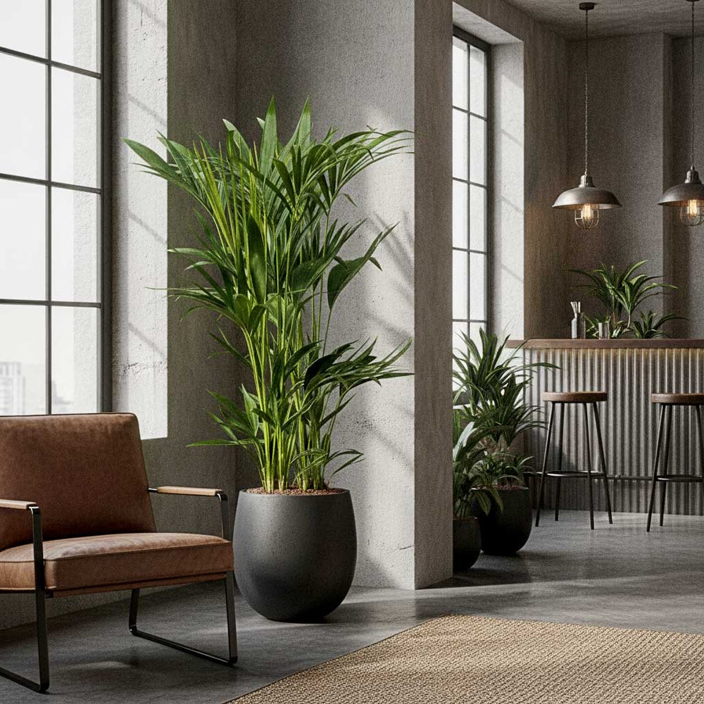 Kentia Palm in Grigio Balloon Plant Pot - Anthracite Concrete