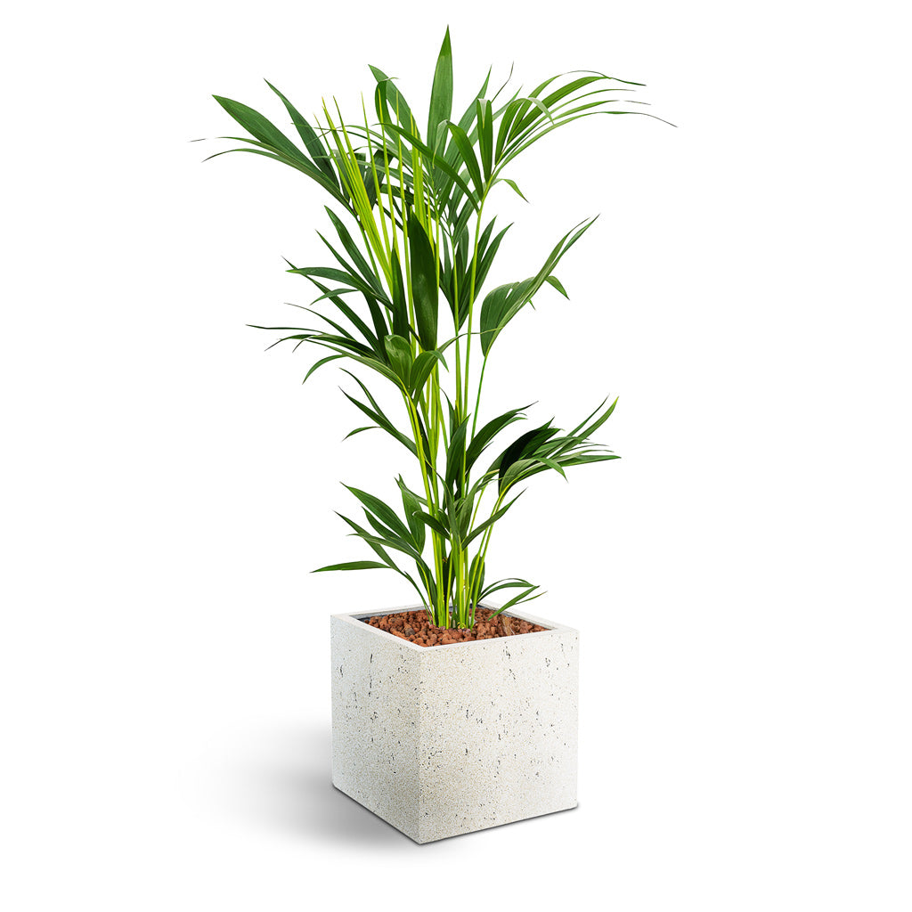 Grigio Cube Planter - Large Plant Display