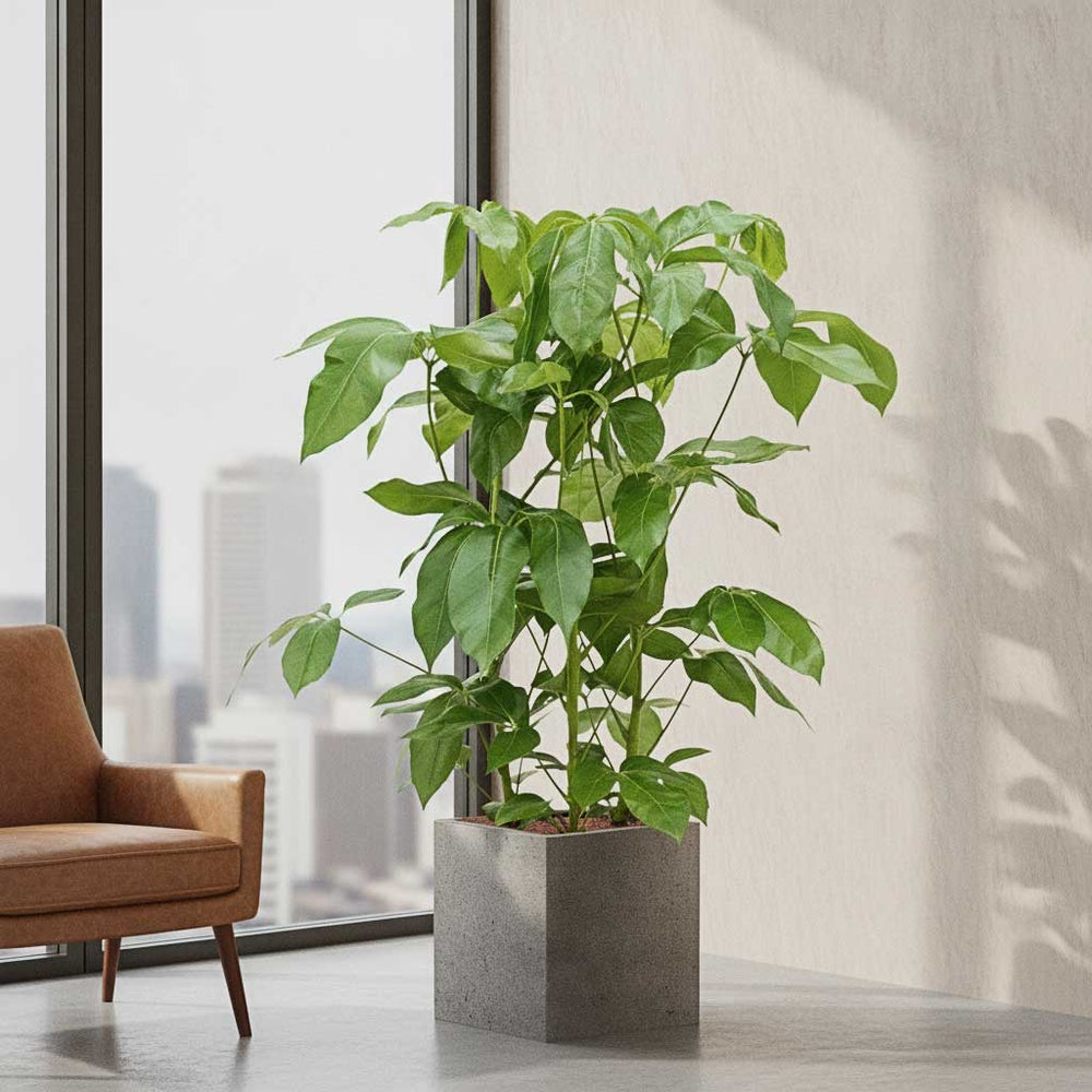 Schefflera actinophylla Amate in Grigio Cube Planter - Natural Concrete
