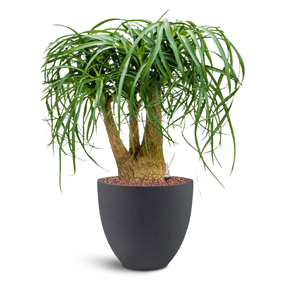 Grigio Egg Pot - Large Plant Display
