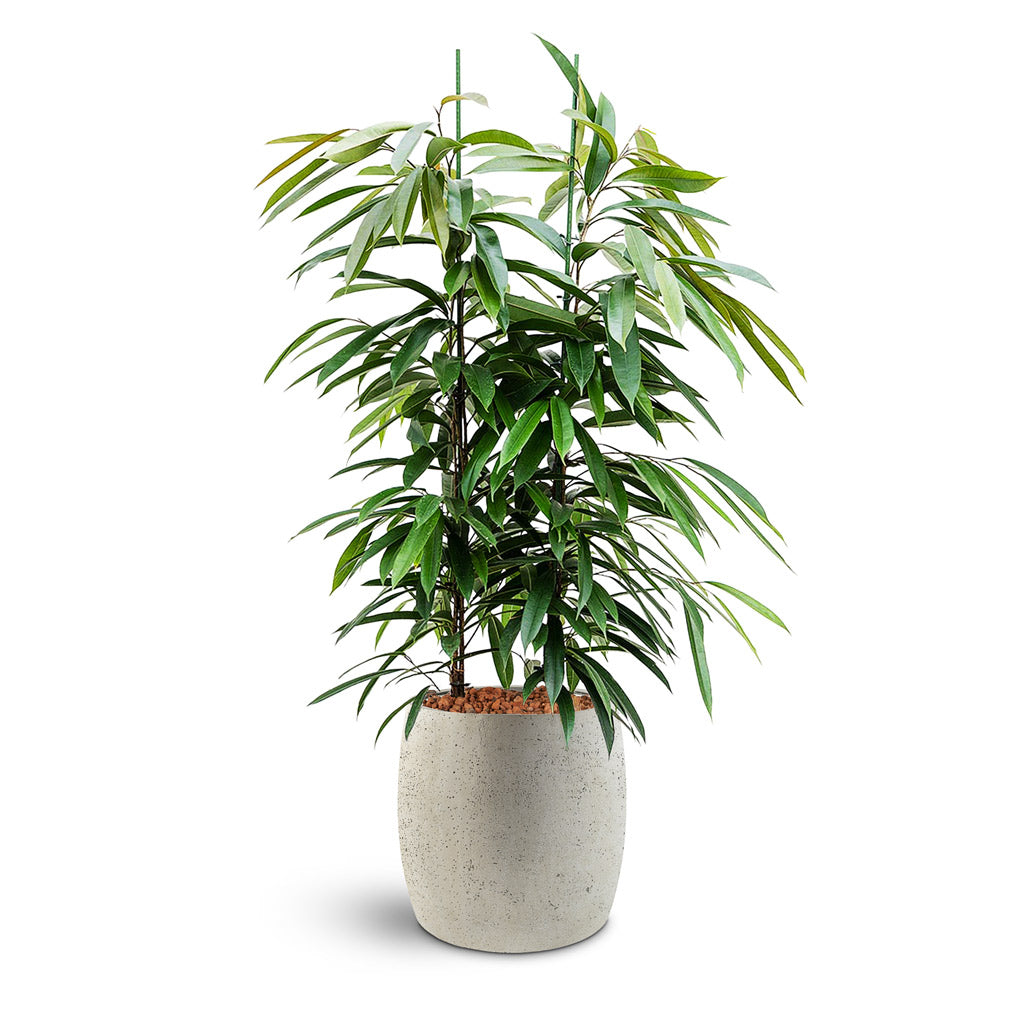 Grigio Modern Planter - XL Plant Display
