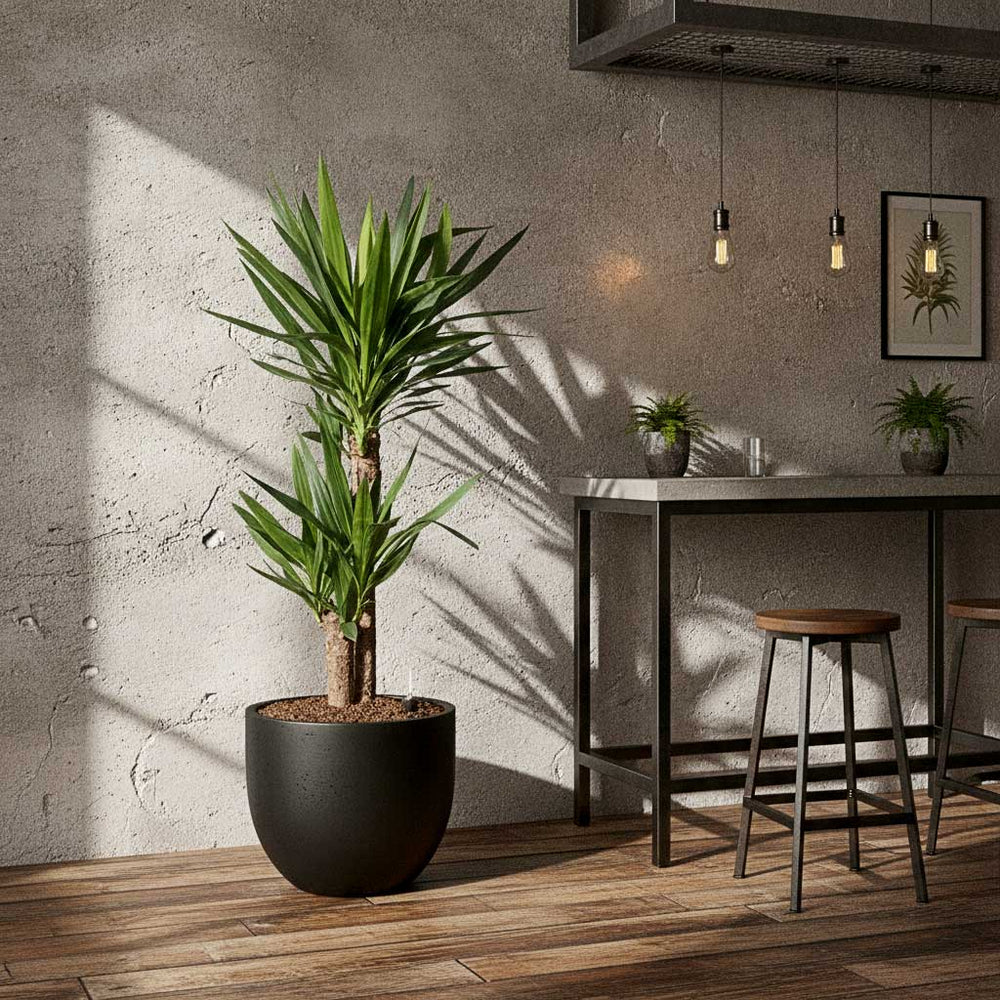 Yucca - HydroCare in Grigio New Egg Pot Planter - Anthracite Concrete