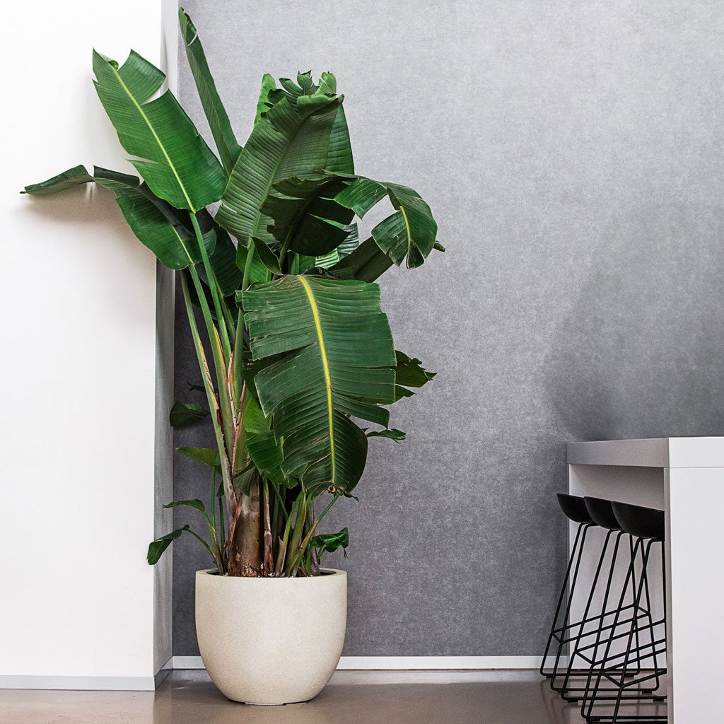 Grigio New Egg Pot Planter - Antique White Concrete & Strelitzia