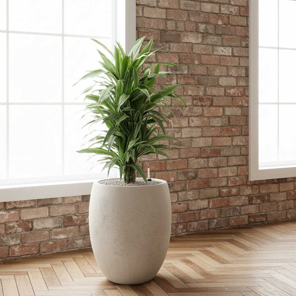 Grigio Tall Balloon Planter Antique White Concrete Dracaena Fragrans Warnecki