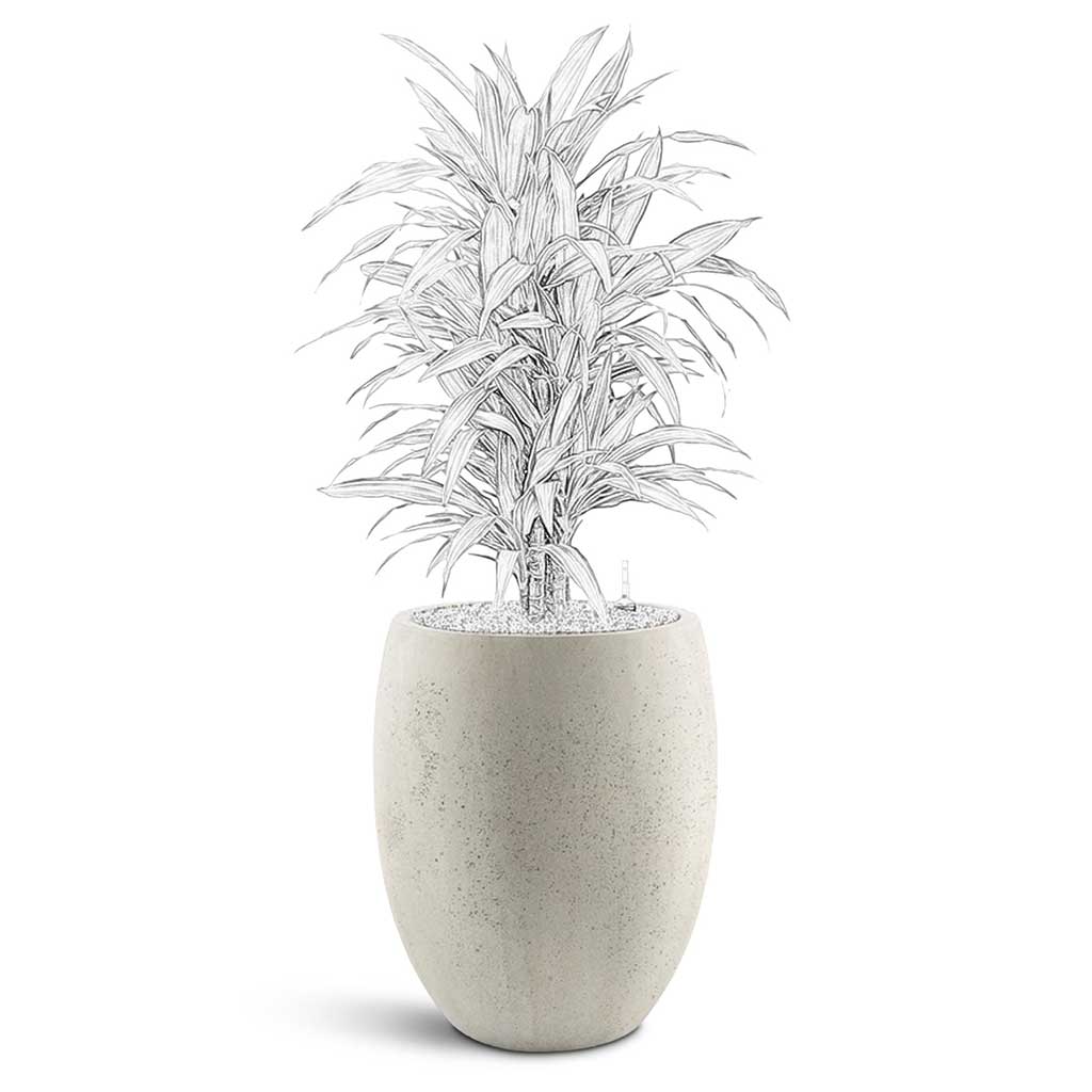 Grigio Tall Balloon - Large Plant Display