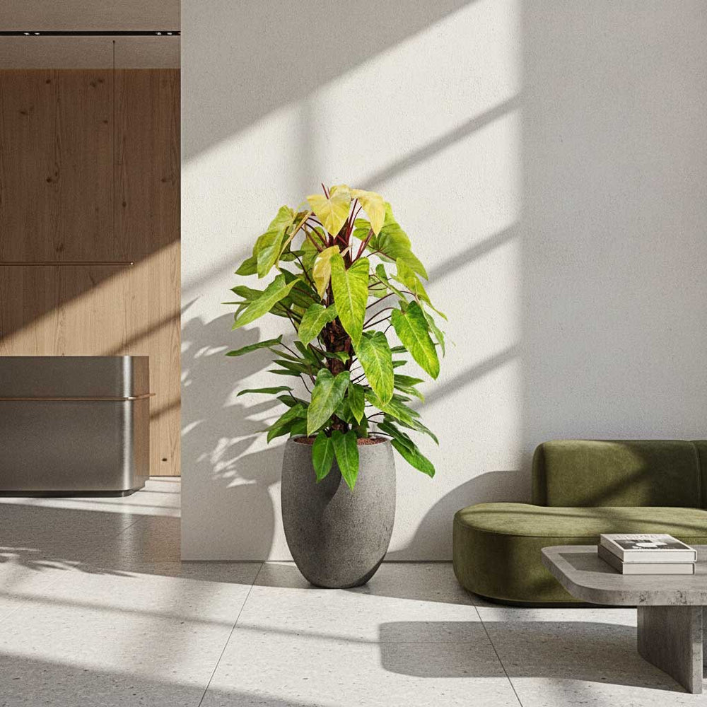 Philodendron in Grigio Tall Balloon Planter - Natural Concrete