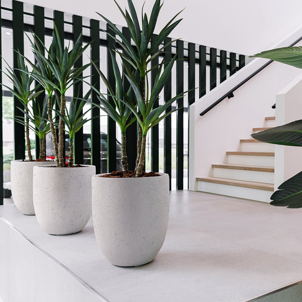 Grigio Tall Egg Pot Planter - Antique White Concrete & Dracaenas