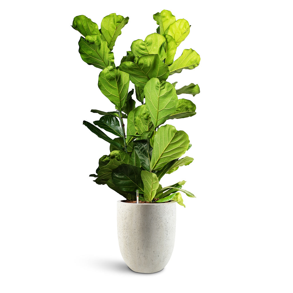 Grigio Egg Pot - XL Plant Display