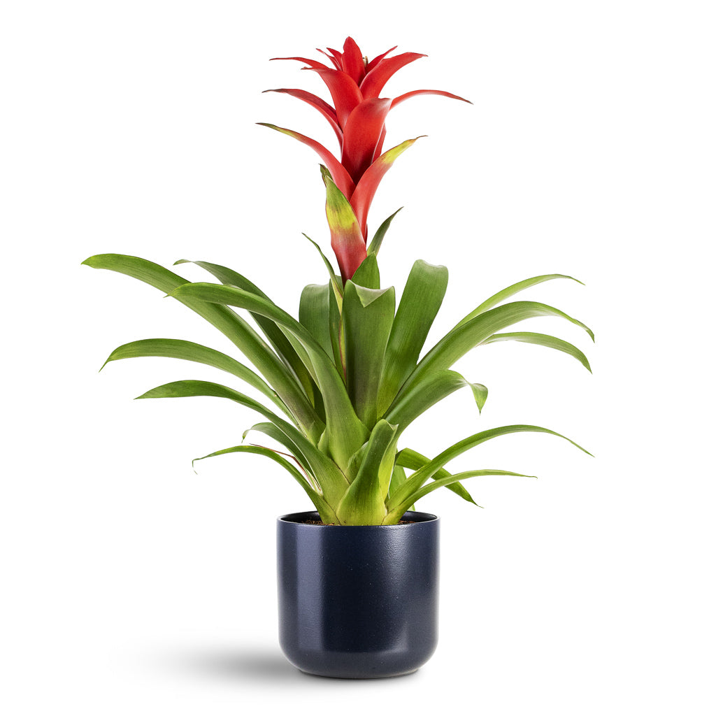 Guzmania Calypso Starlight Red 12x45cm House Plant In Lisbon Pot French Navy 13x13cm