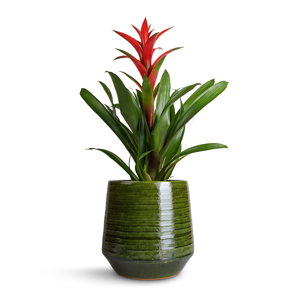 Guzmania Lingulata - Amaretto Red Bromeliad &amp; Remi Plant Pot - Green