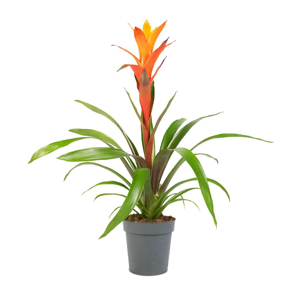 Guzmania Variada - Jazz Orange Bromeliad