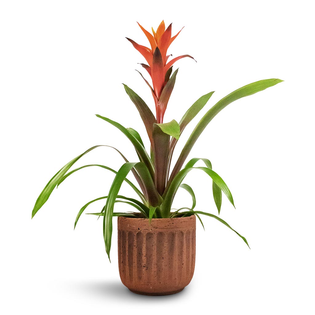 Guzmania Variada - Jazz Orange Bromeliad