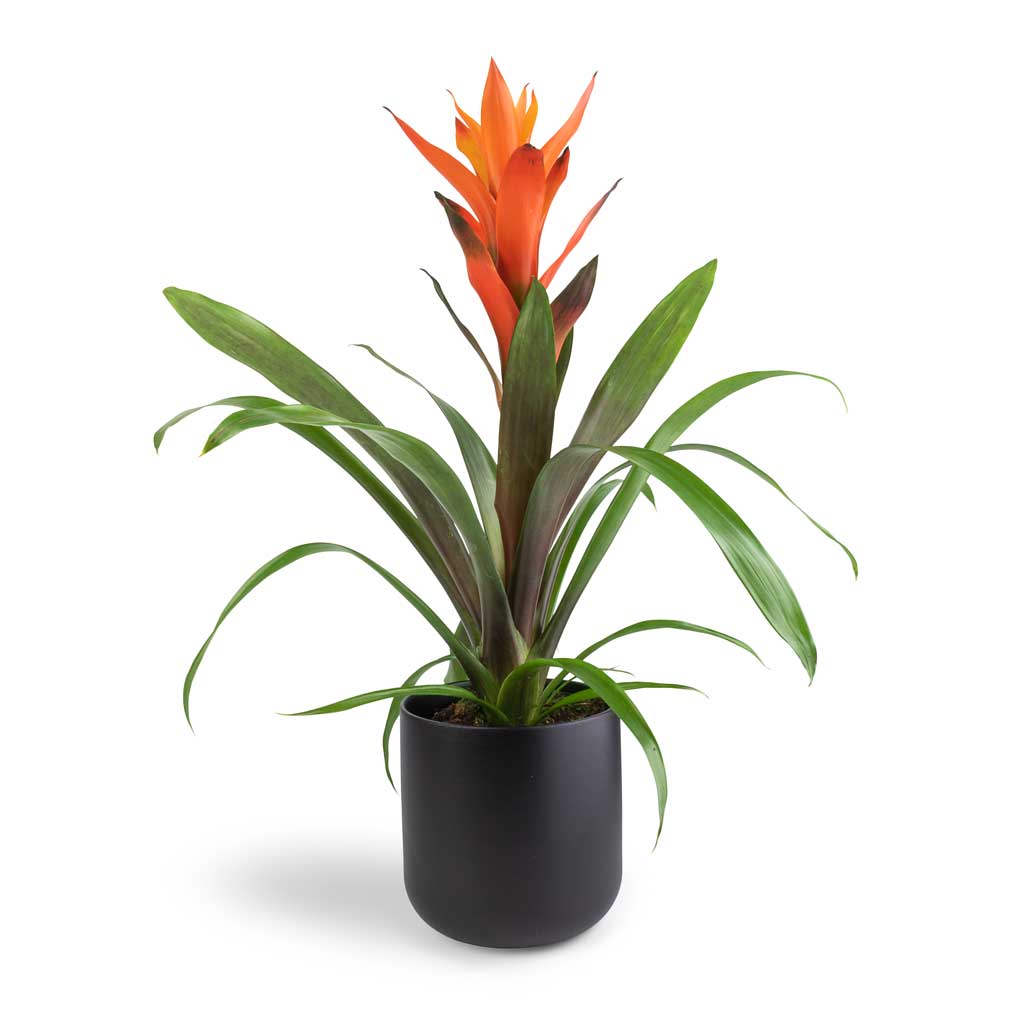 Guzmania Variada - Jazz Orange Bromeliad & Lisbon Plant Pot - Anthracite