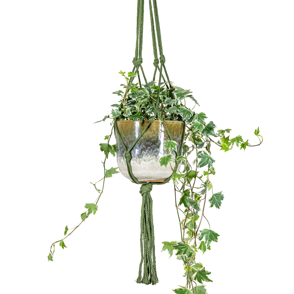 Hedera helix Golden Kolibri English Ivy 13x20cm House Plant in Rowe Glaze Pot Olive Wash 14.5x13cm hanging in Knotted Macrame Hanging Rope Forest 90cm