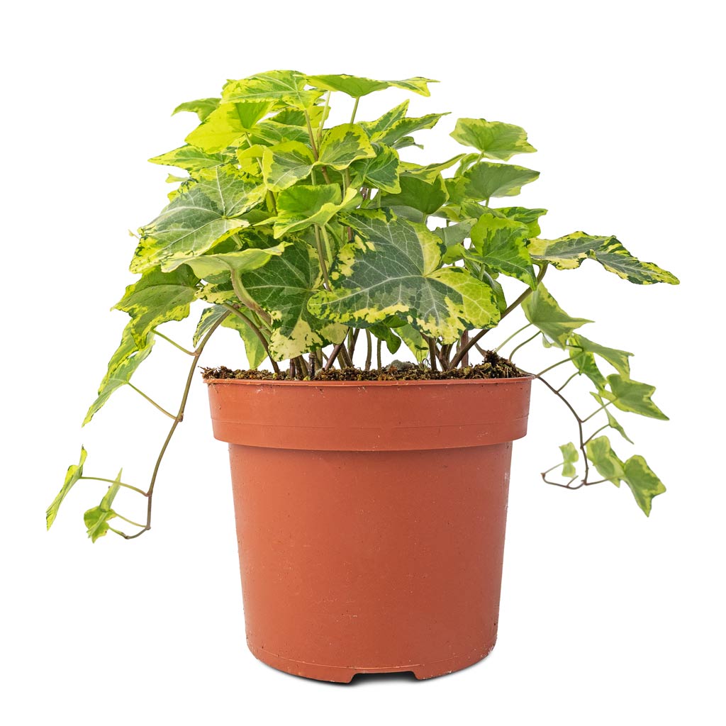 Hedera helix Golden Kolibri - English Ivy