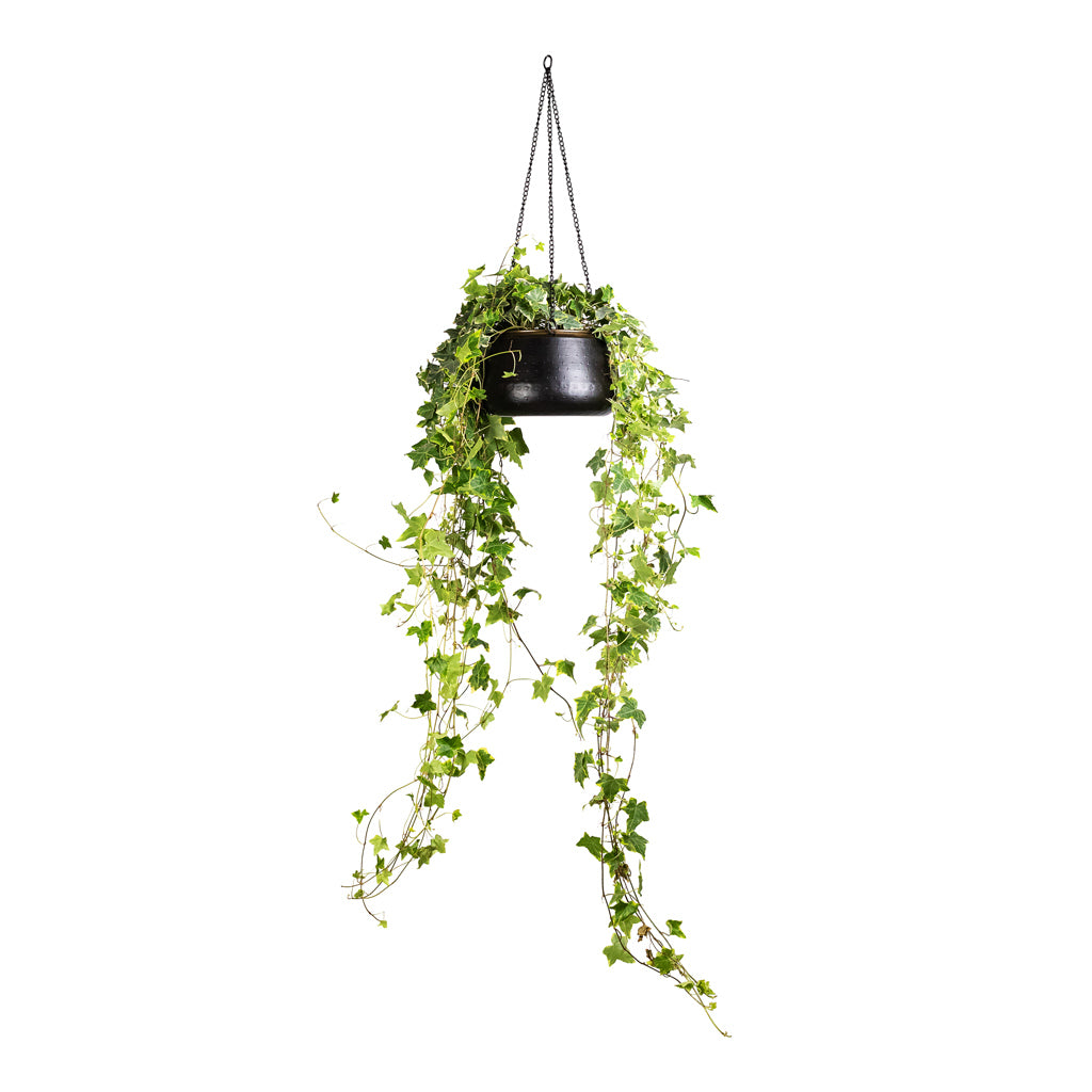 Hedera helix Golden Kolibri English Ivy 19x100cm Sahara Hanging Pot Slate 24x16cm