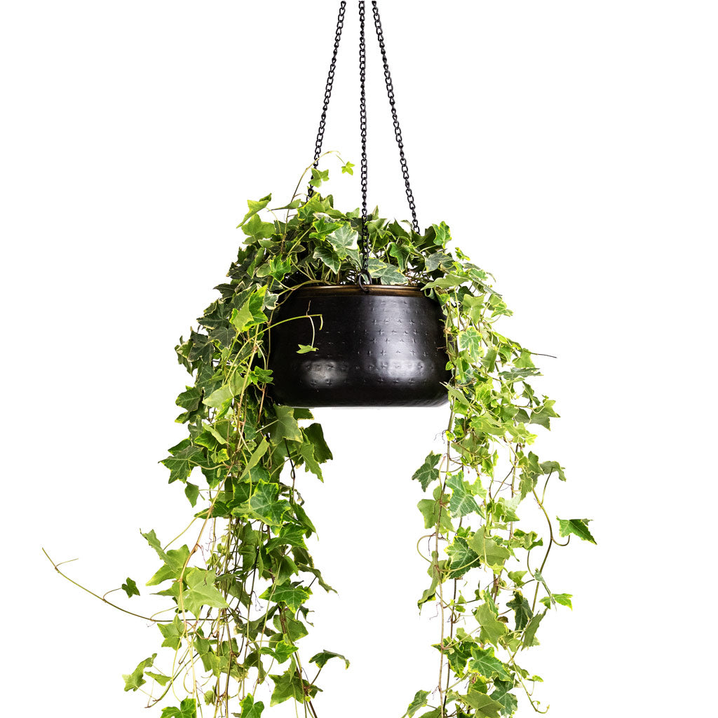 Hedera helix Golden Kolibri English Ivy 19x100cm Sahara Hanging Pot Slate 24x16cm_2