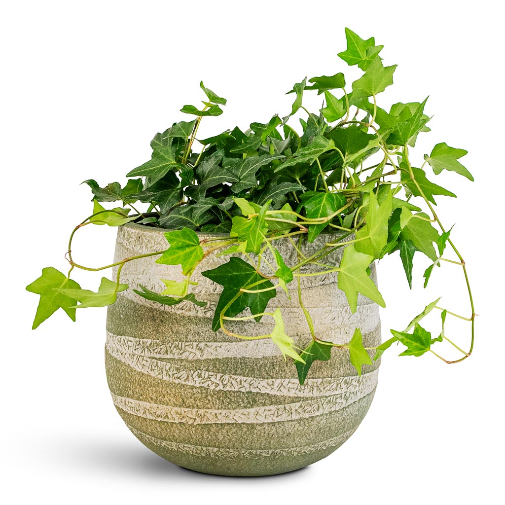 Hedera helix Pittsburgh English Ivy - 13x20cm House Plant In Joyce Pot Shiny Olive - 18x16cm