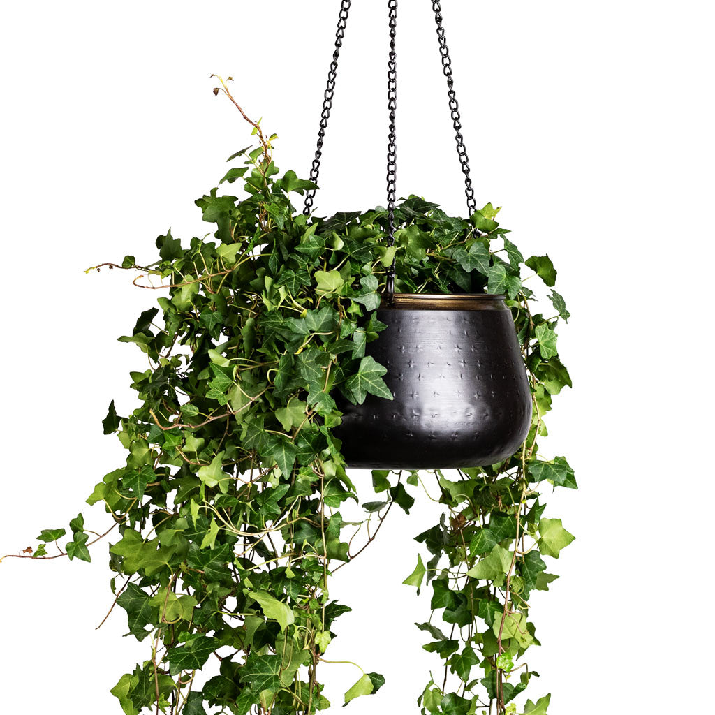 Hedera-helix-Pittsburgh-English-Ivy-17x80cm-Sahara-Hanging-Pot-Slate-24x16cm_3