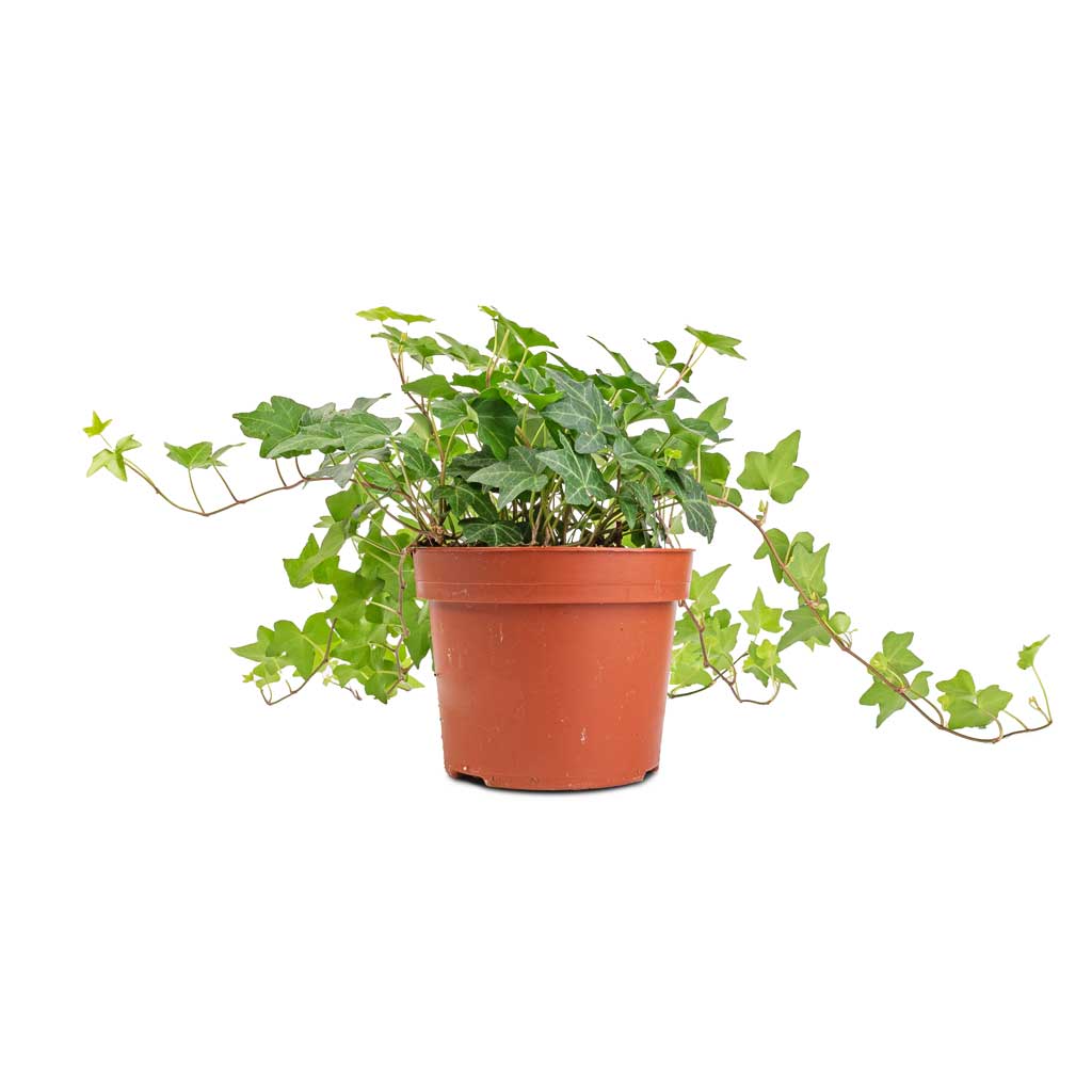 Hedera helix Pittsburgh - English Ivy