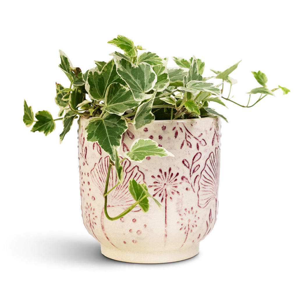 Hedera helix White Wonder English Ivy 9x10cm Emilia Pot Pink 11x11cm