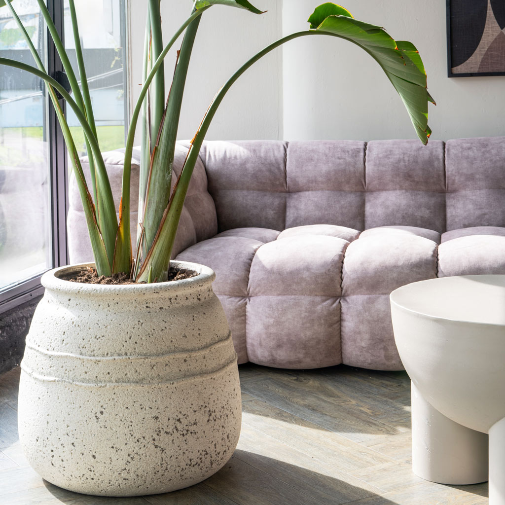 Strelitzia Giant Bird Of Paradise In Hestia Planter Chalk White
