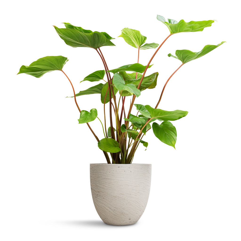 Homalomena rubescens Maggy - Shield Plant & Mini Jesslyn Plant Pot - Grey Washed