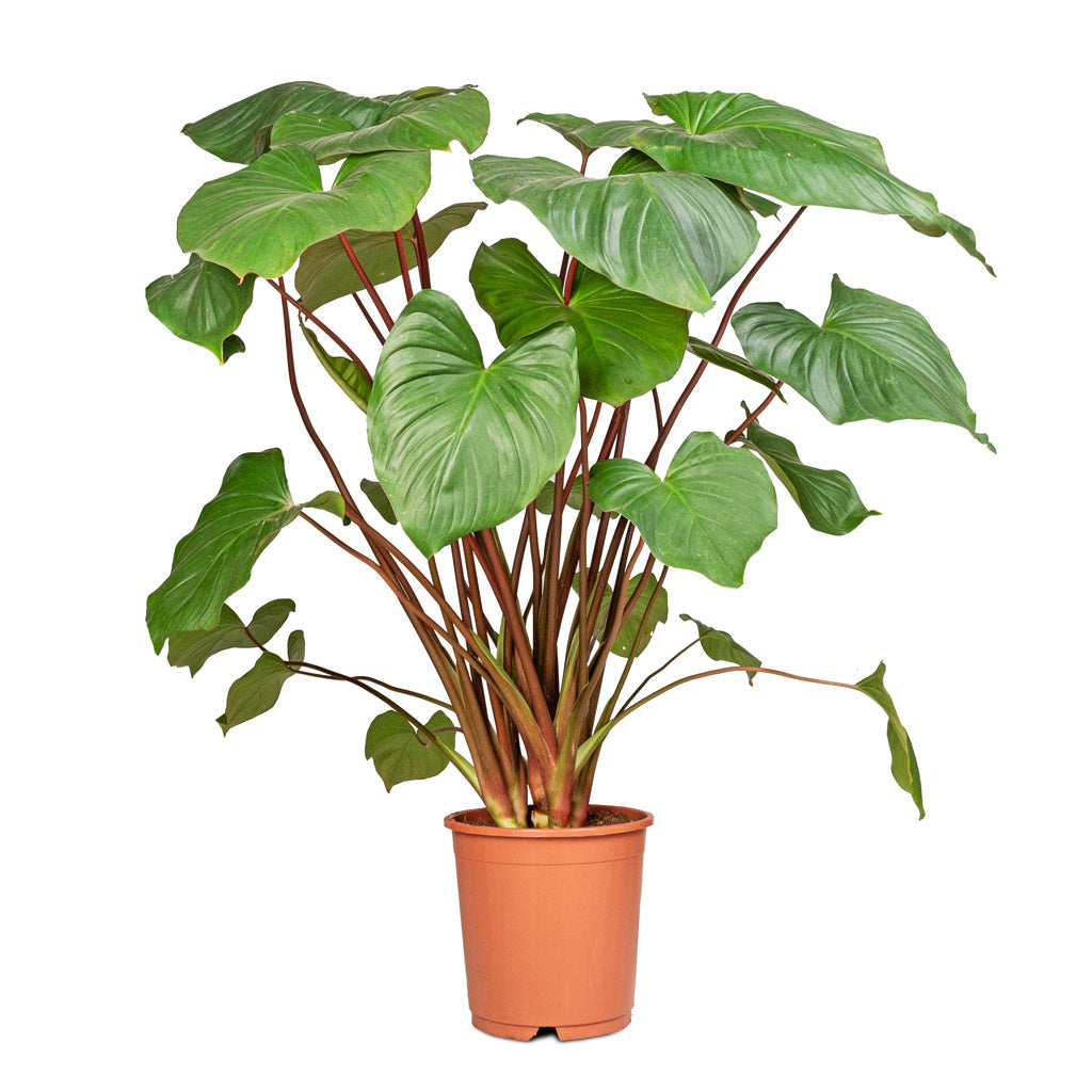 Homalomena rubescens Maggy - Shield Plant - 24 x 100cm