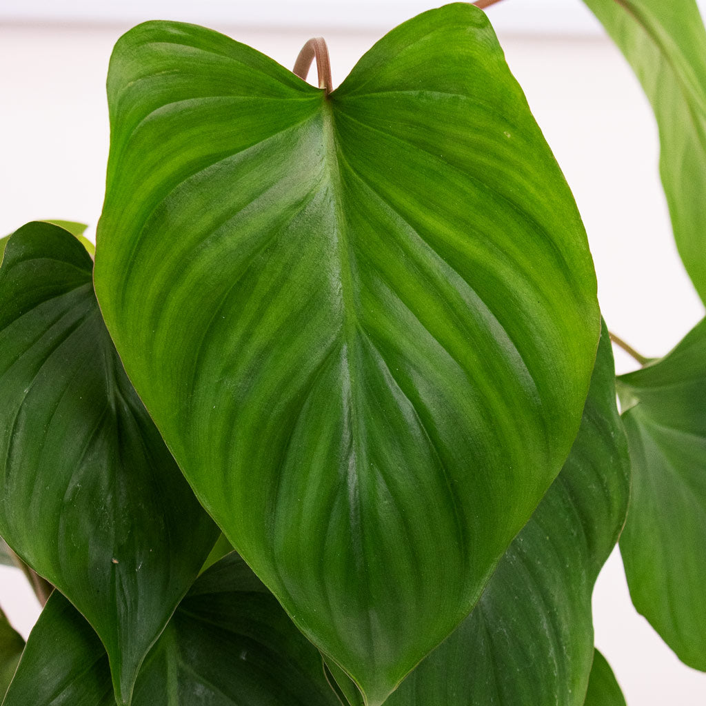 Homalomena rubescens Maggy Shield Plant close up