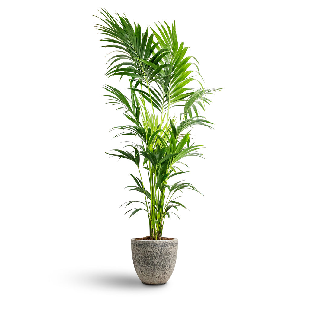Howea forsteriana Kentia 27x170cm House Plant In Jesslyn Cement Stone Pot Granite Grey 33x29cm