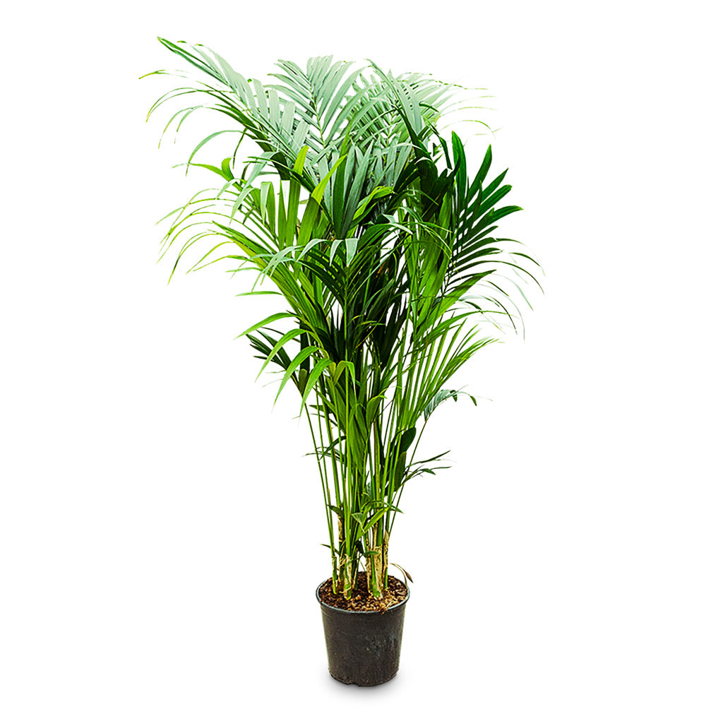 Howea forsteriana Kentia - 32x200cm