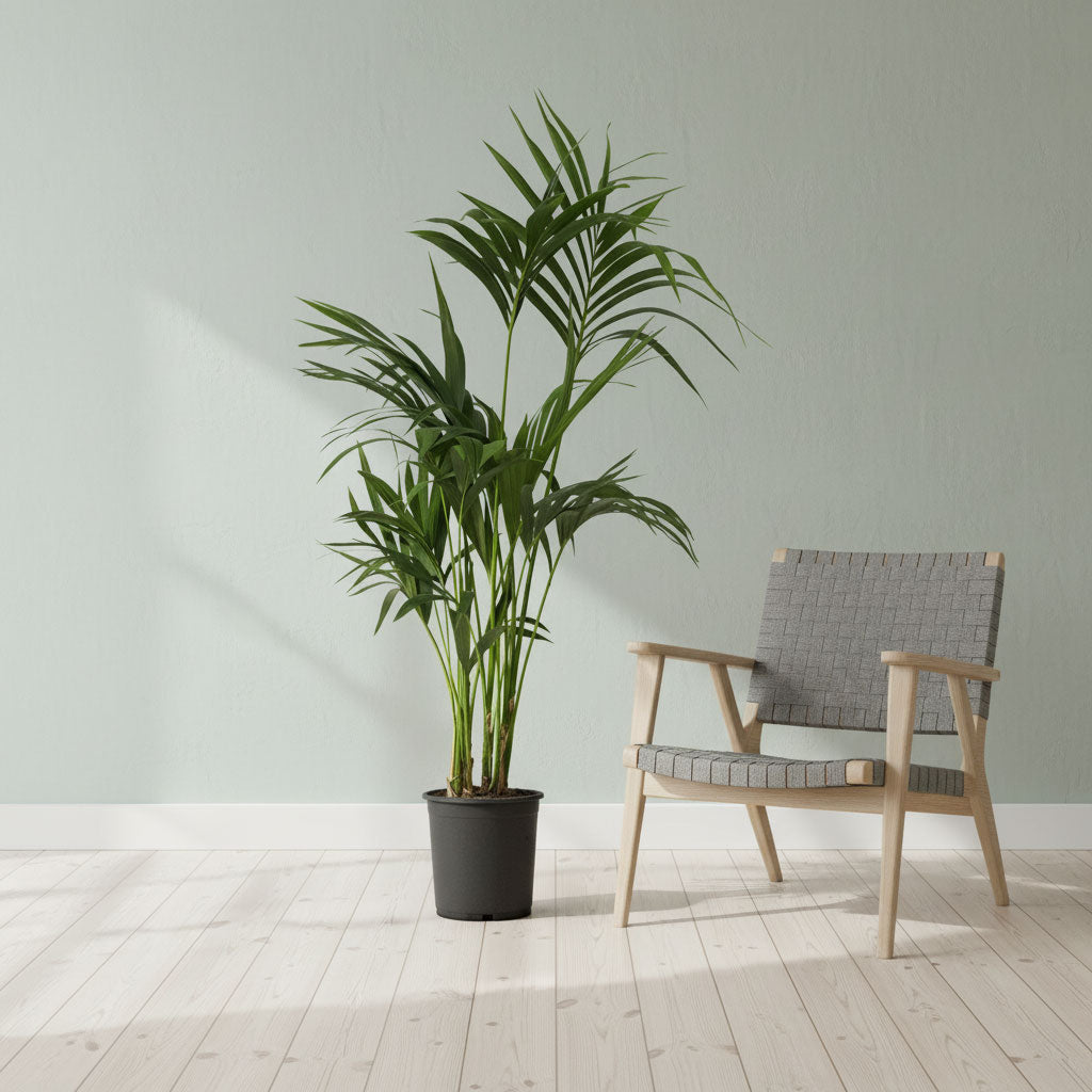 Howea forsteriana Kentia Palm 21x100cm