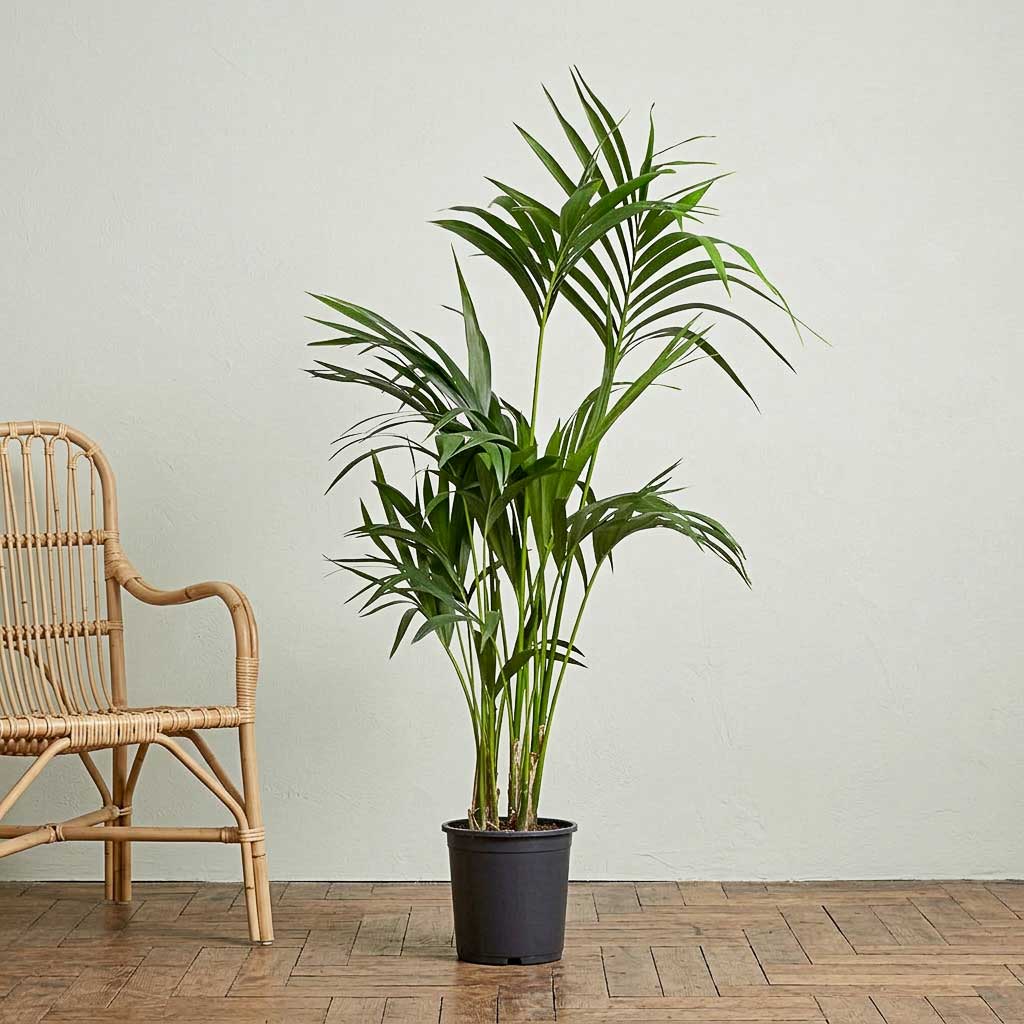 Howea forsteriana Kentia Palm 21x100cm