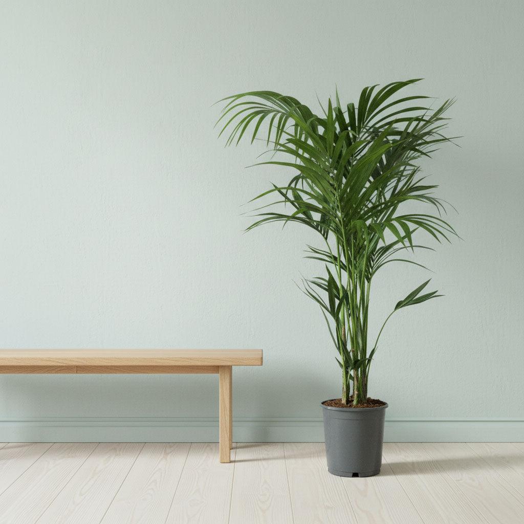 Howea forsteriana - Kentia Palm - 24 x 140cm