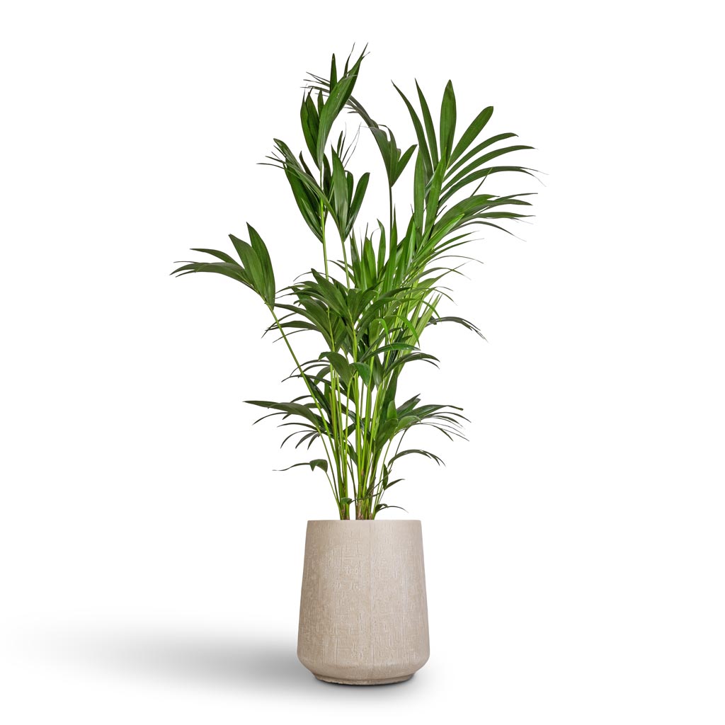 Howea forsteriana - Kentia Palm & Raindrop Tube High Round Planter - Stone