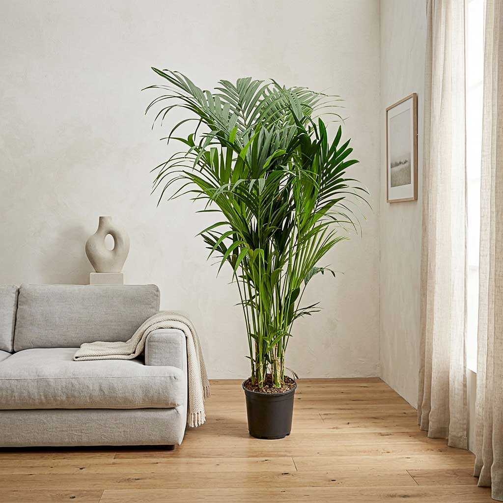 Howea forsteriana Kentia Palm 32x200cm