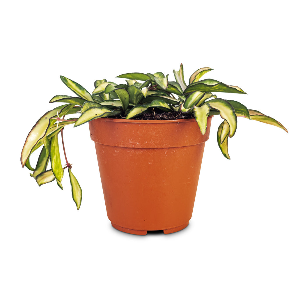 Hoya Wayetii Tricolor 12x30cm