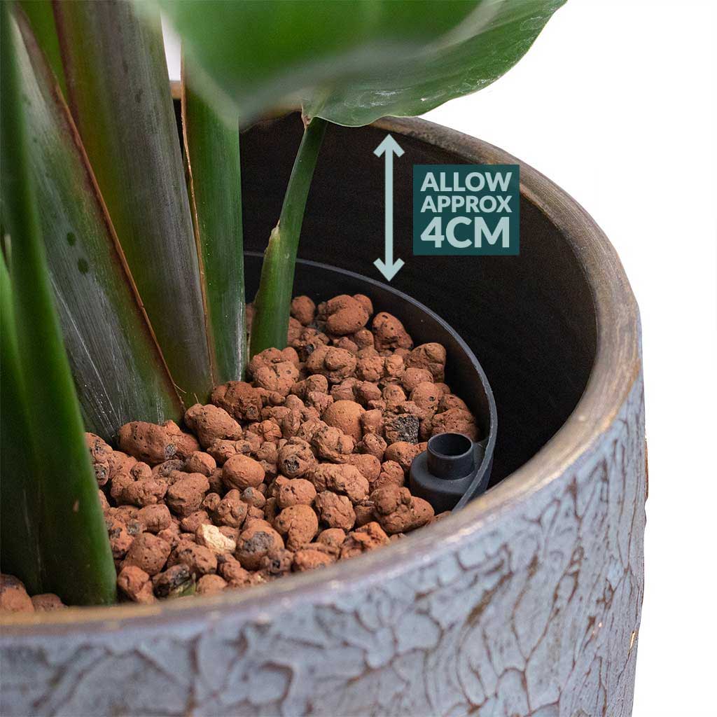 Check the plant height in the plant pot