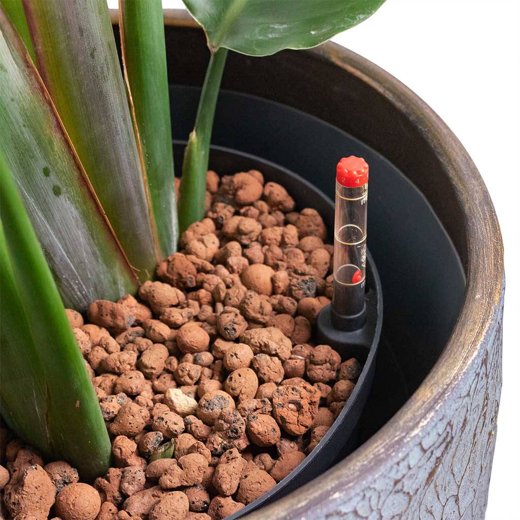 Place The Plant Into The Liner