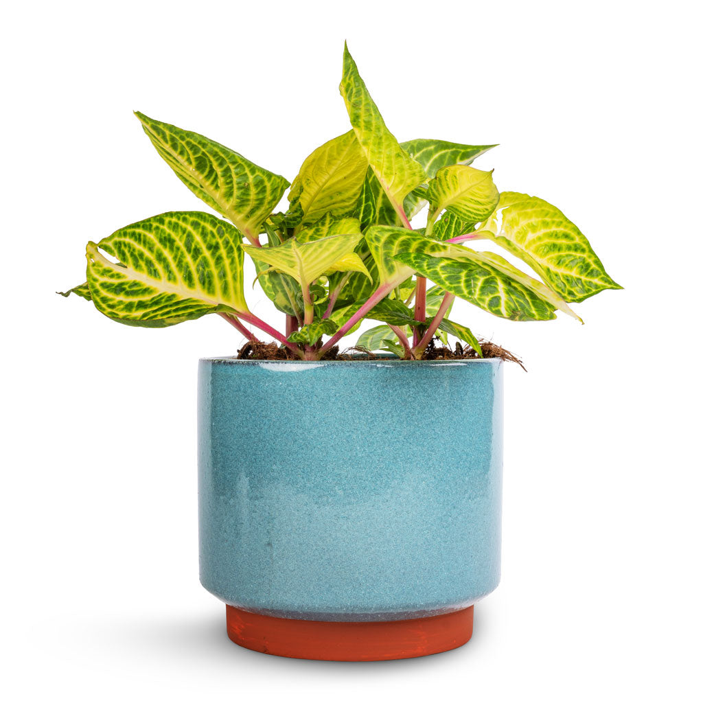 Iresine herbstii Goldstar - Yellow Bloodleaf & Malibu Plant Pot - Blue