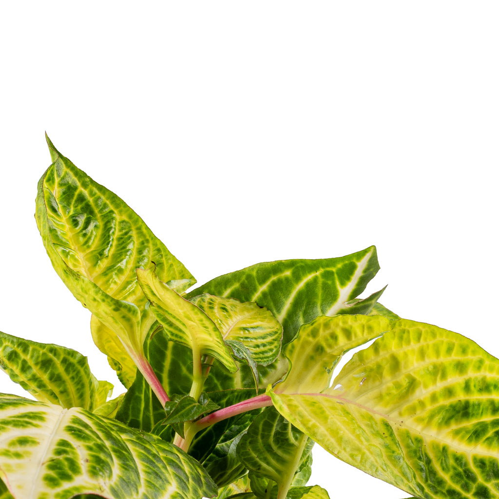 Iresine herbstii Rich Goldstar - Yellow Bloodleaf Leaves