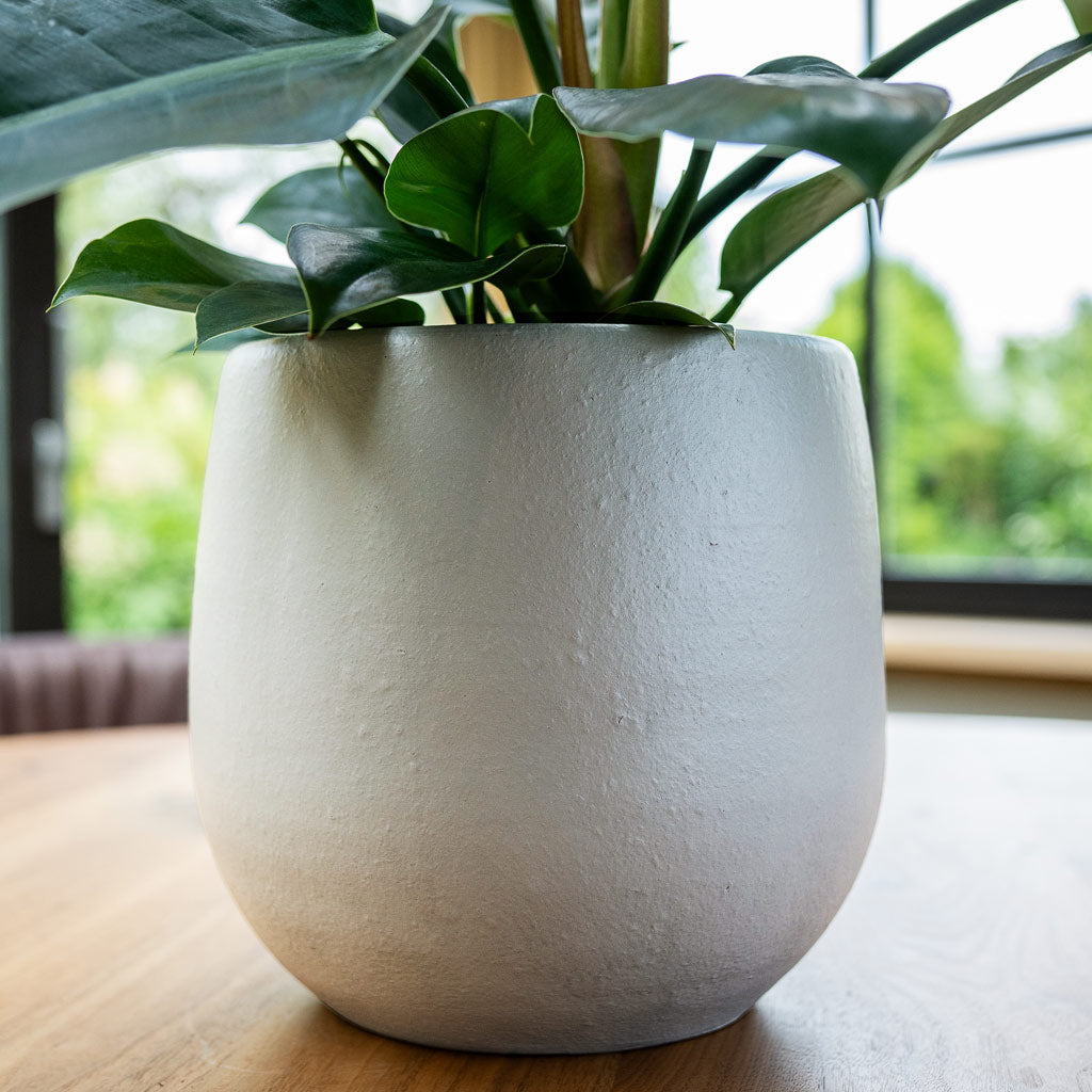 Isabel Pot Cotton Close Up